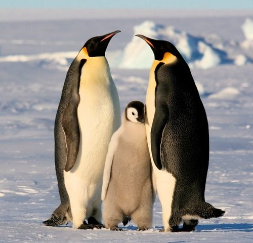 Что будет если пощекотать пингвина?