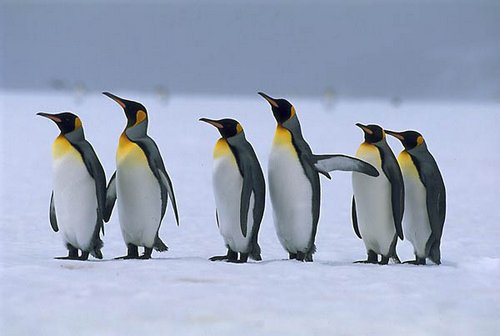 Что будет если пощекотать пингвина?
