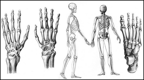 Сколько у человека костей?