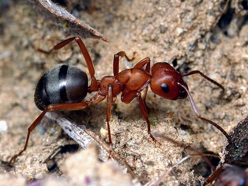 Сколько весит муравей?