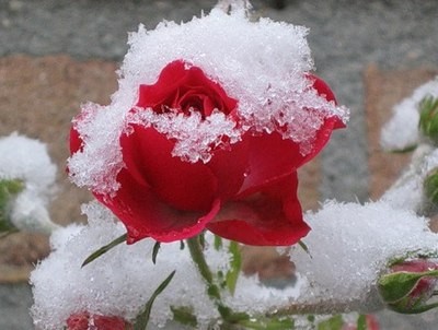 Когда укрывать розы на зиму в Сибире, Урале, Украине, Подмосковье, Волгограде, Самаре?