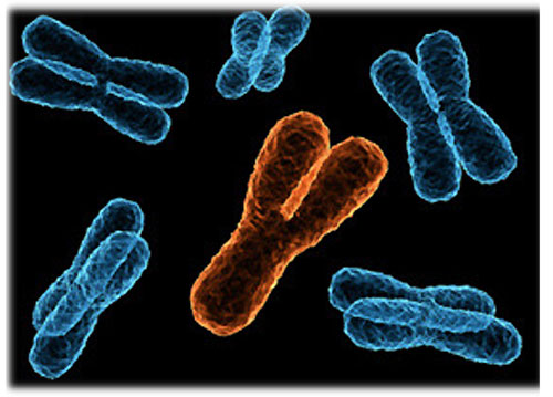 Сколько хромосом у человека?
